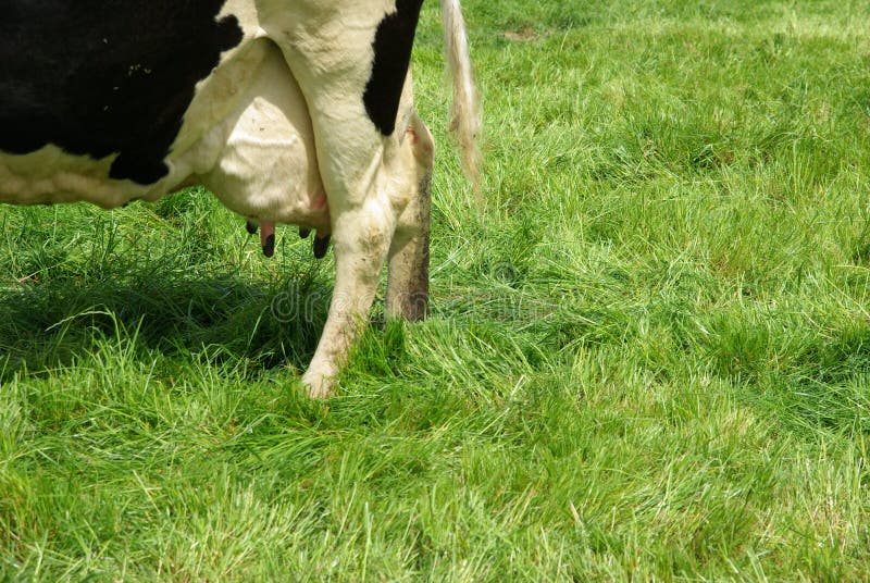 Mammella della mucca immagini stock Mammella della mucca immagini stock