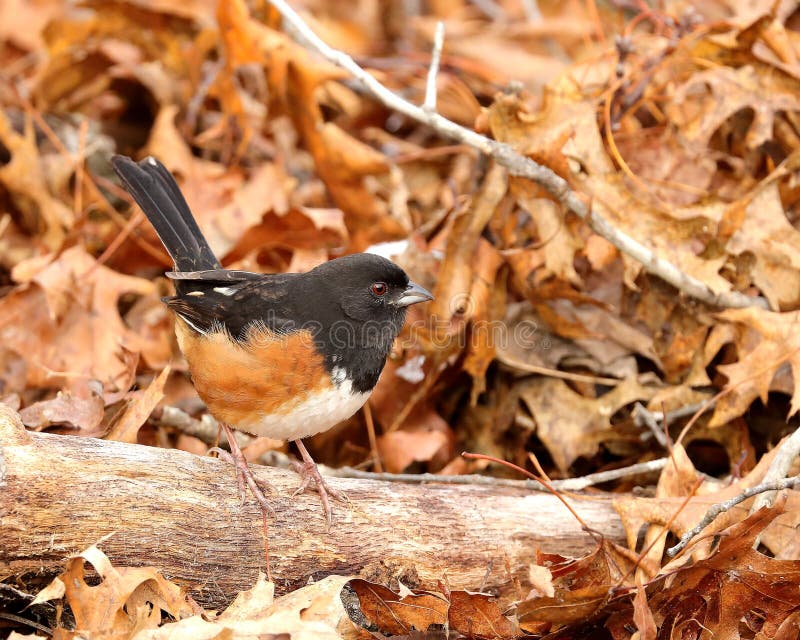 Mammifero orientale towhee immagini stock