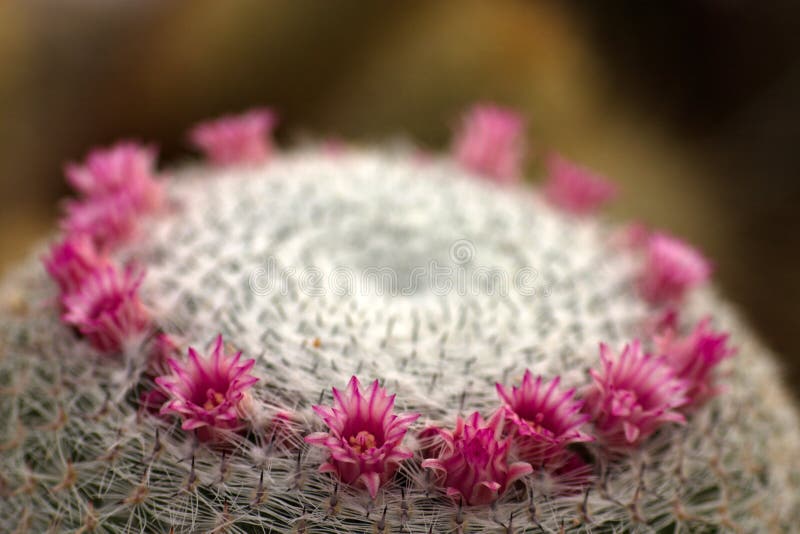 Mammilaria cactus flowers