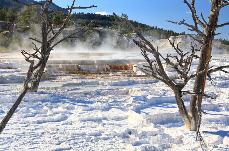 The Mammoth Hot Spring area in Yellowstone