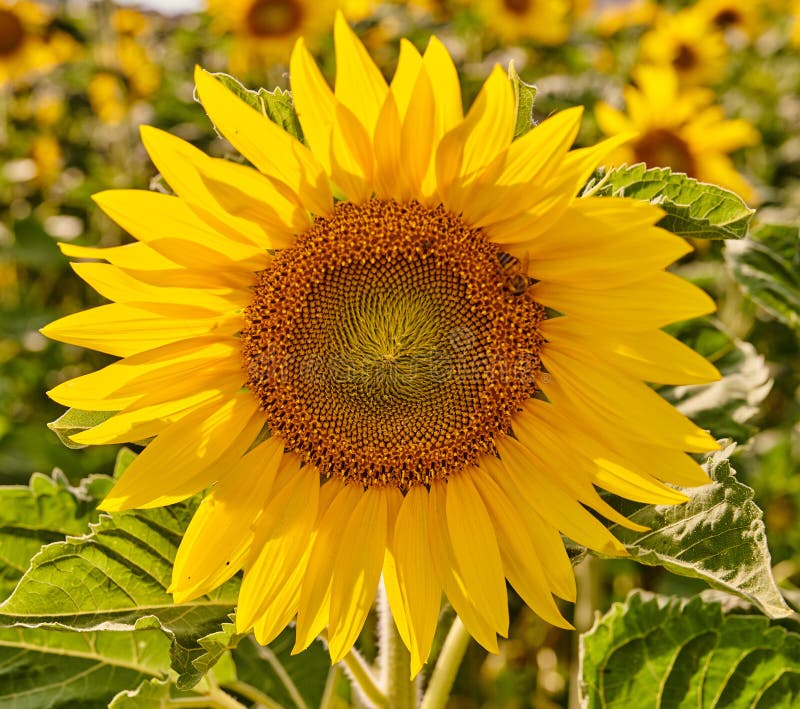 Russian Mammoth Sunflower Stock Photos - Free & Royalty-Free Stock ...