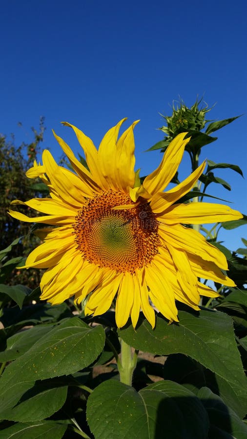 Mammoth Sunflower Isolated stock photo. Image of grow 33558470