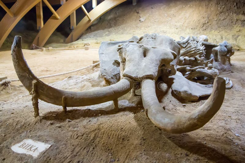 Remains of mammoth at Viminacium archeological site near Kostolac, Serbia. Mammoth, named Vika, is a 6-meter-long adult female with entire skeleton preserved. Remains of mammoth at Viminacium archeological site near Kostolac, Serbia. Mammoth, named Vika, is a 6-meter-long adult female with entire skeleton preserved.