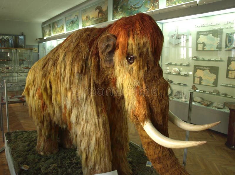 Mammut im Museum lizenzfreie stockfotos Mammut im Museum lizenzfreie stockfotos