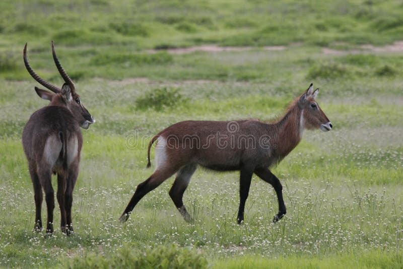 Mamífero selvagem do antílope no savana de Botswana do africano foto de stock Mamífero selvagem do antílope no savana de Botswana do africano foto de stock