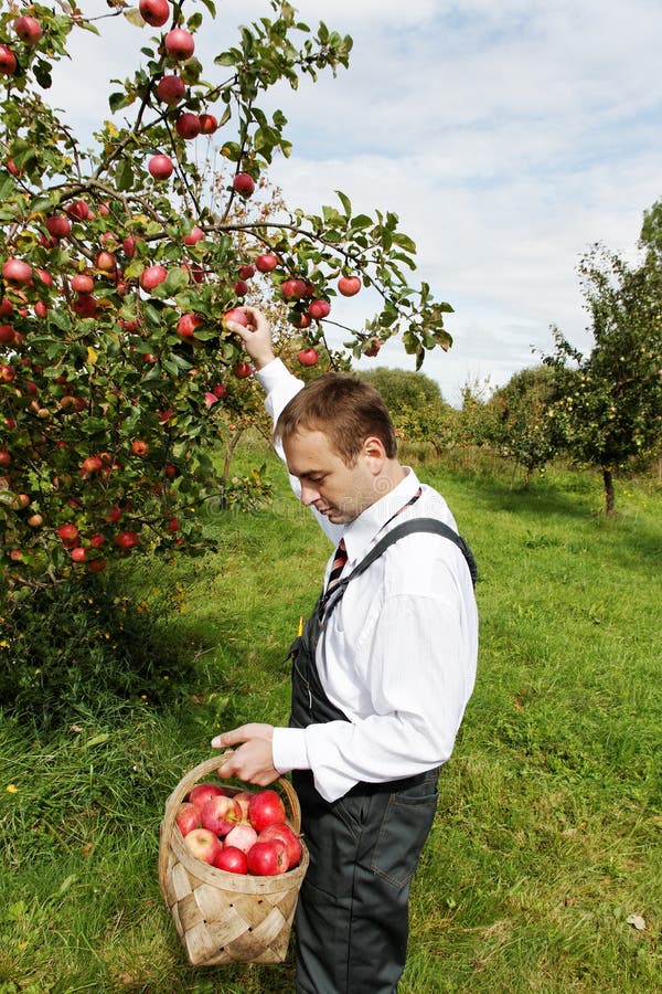 Man and apples.