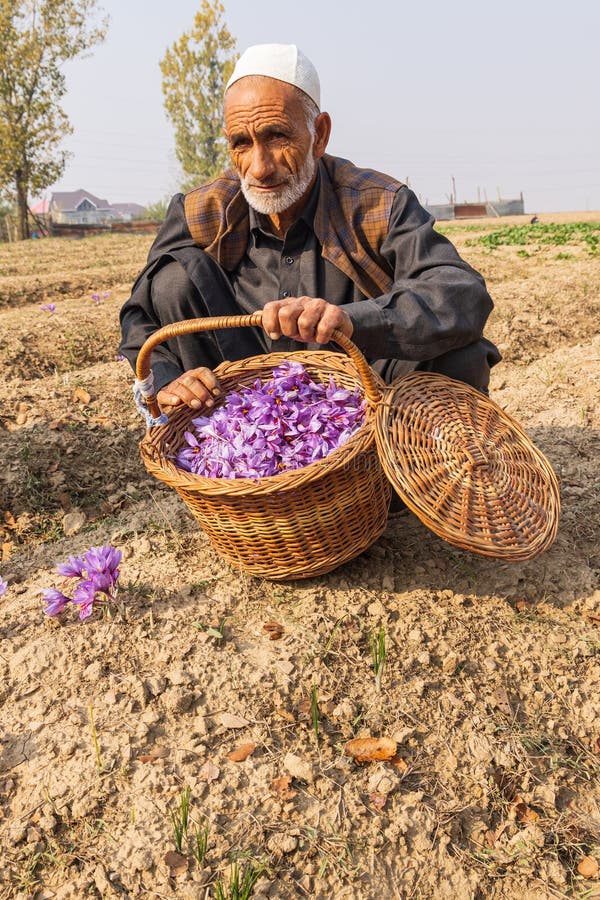 Man with a basket of saffron crocus flowers in a field in Jammu and Kashmir