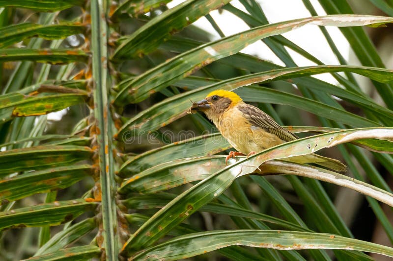 Man Baya Weaver med ett kryp i dess näbb som sätta sig på palmbladet royaltyfria bilder