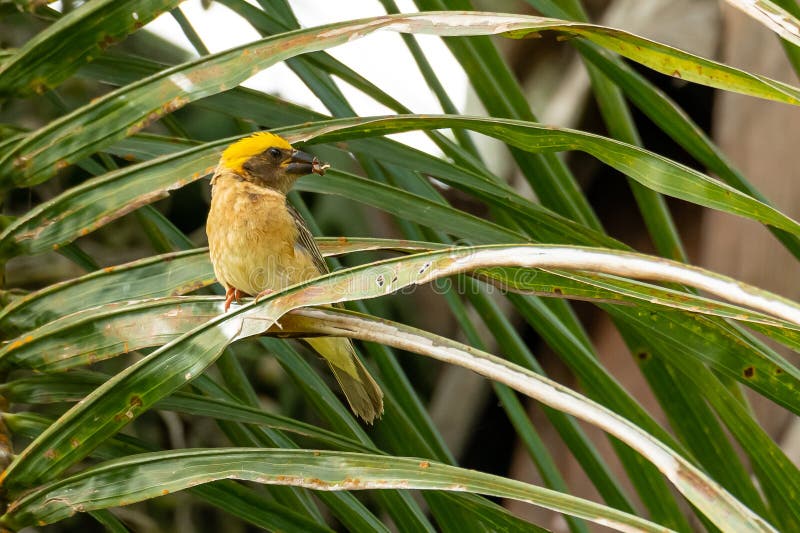 Man Baya Weaver med ett kryp i dess näbb som sätta sig på palmbladet fotografering för bildbyråer