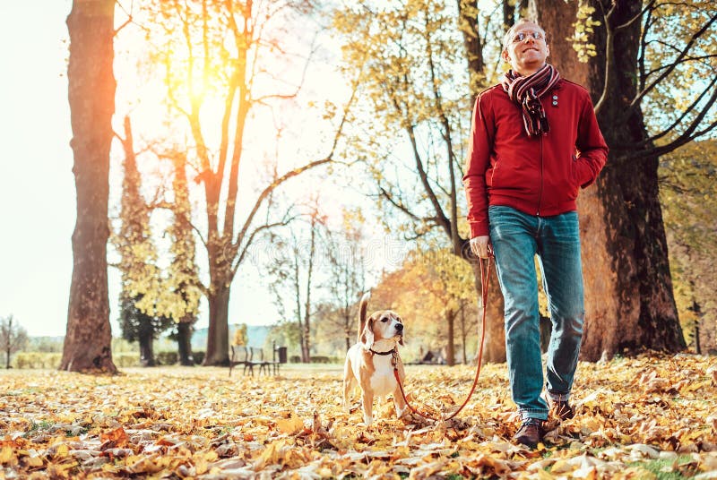 Man with beagle dog walk together in autumn park royalty free stock photo Man with beagle dog walk together in autumn park royalty free stock photo
