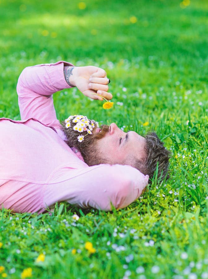 Man with beard on calm face sniffs dandelion. Peace and tranquility concept. Bearded man with daisy flowers in beard lay on grassplot, grass background. Guy with bouquet of daisies in beard relaxing.