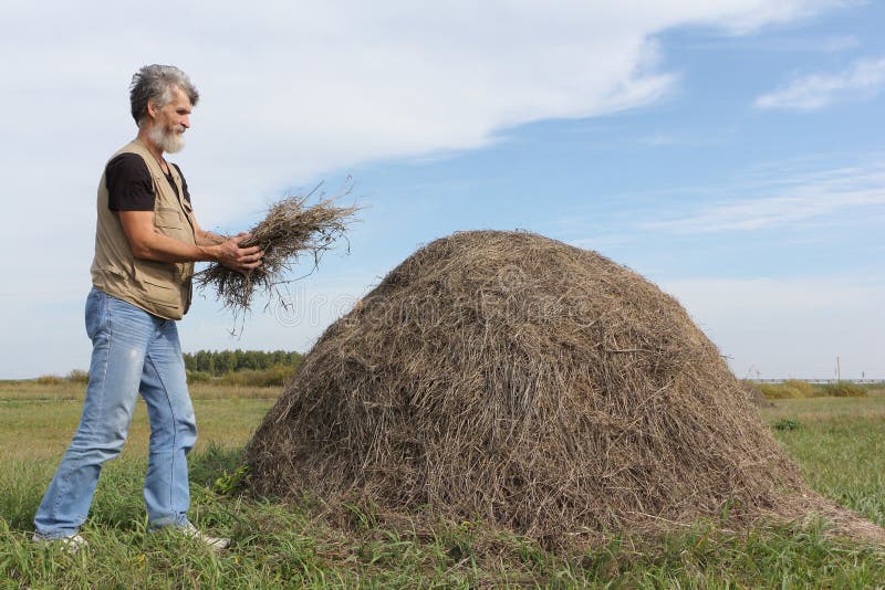 Man with a beard forming a haystack in the field royalty free stock photos Man with a beard forming a haystack in the field royalty free stock photos