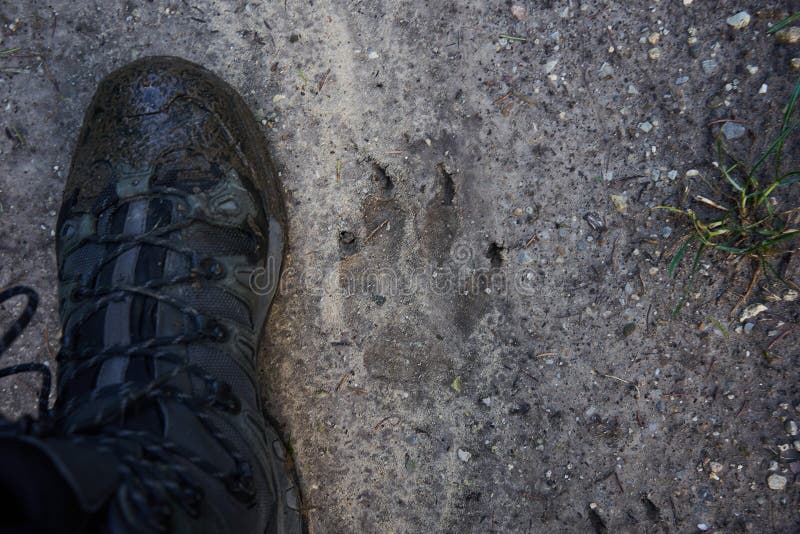 Grey Wolf Paw Print