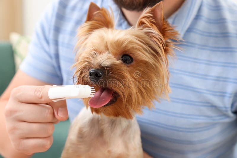 Man Brushing Dog`s Teeth Indoors, Closeup View Stock Photo Image of