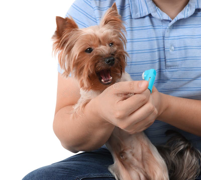 Brushing Yorkie Stock Photos Free & RoyaltyFree Stock Photos from