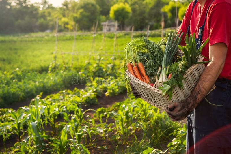 Man Carrying Basket with Vegetables Stock Photo Image of garden