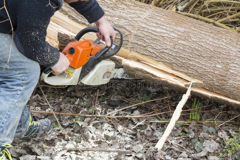 Man with Chainsaw Cutting the Tree Stock Photo Image of professional
