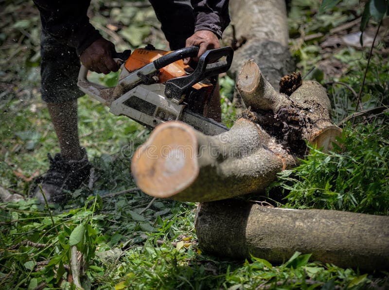 Man with Chainsaw Cutting the Tree Tree, Removal Stock Image Image of