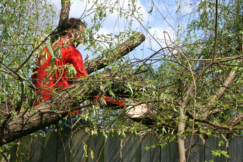 Man With Chainsaw In Fallen Willow Tree