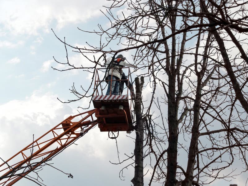 A men with a chainsaw stands on an aerial work platform and looks at a pollarded tree trunk. The concept of caring for tall trees in cities, beautiful background with a copy space. A men with a chainsaw stands on an aerial work platform and looks at a pollarded tree trunk. The concept of caring for tall trees in cities, beautiful background with a copy space