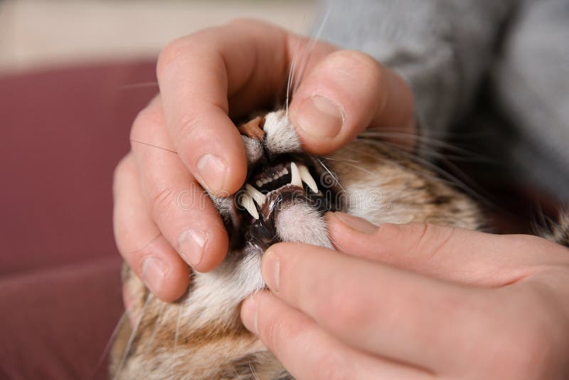 Man checking cat`s teeth indoors, closeup.