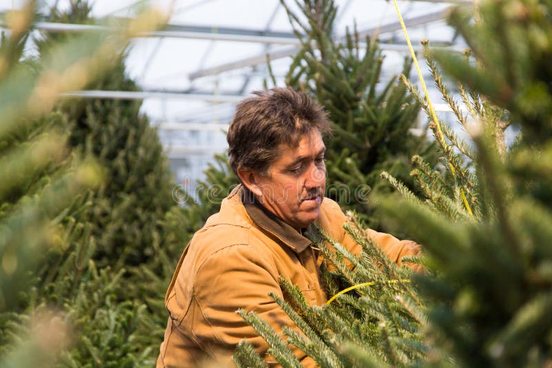 Man with Christmas trees in greenhouse