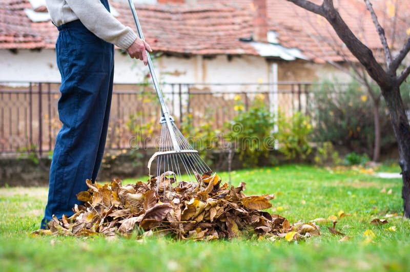 Man Cleaning Fallen Autumn Leaves in the Yard Stock Image - Image of ...