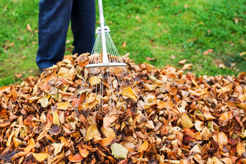 Man Cleaning Fallen Autumn Leaves in the Yard Stock Image - Image of ...