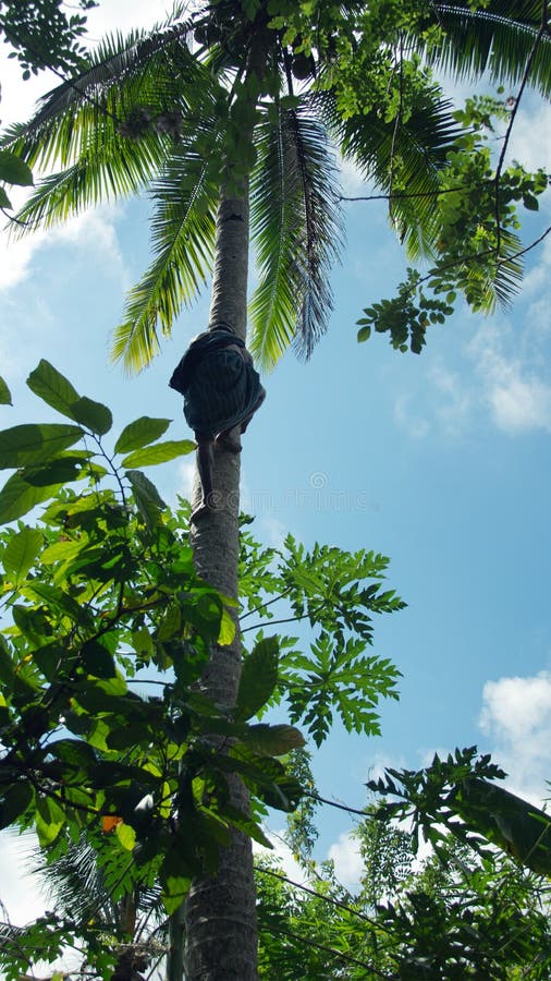 Man climbing up a palm tree just by using his arms and legs. stock images