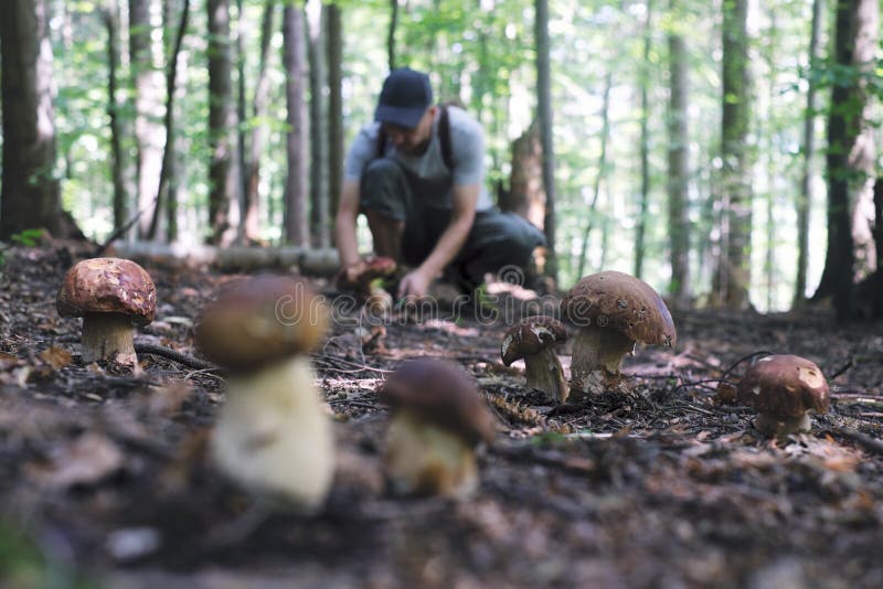 Man collect mushrooms