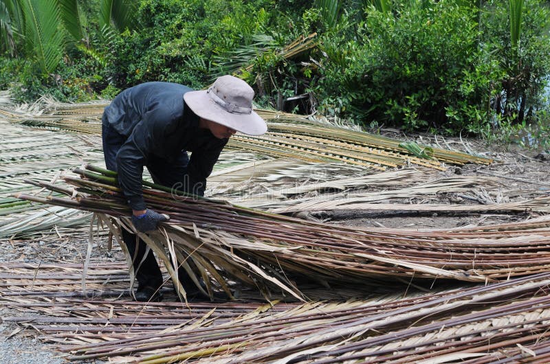 A Man Collecting Palm Leaves in Mekong Delta, Southern Vietnam ...