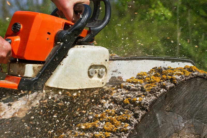 Man cuts a fallen tree.