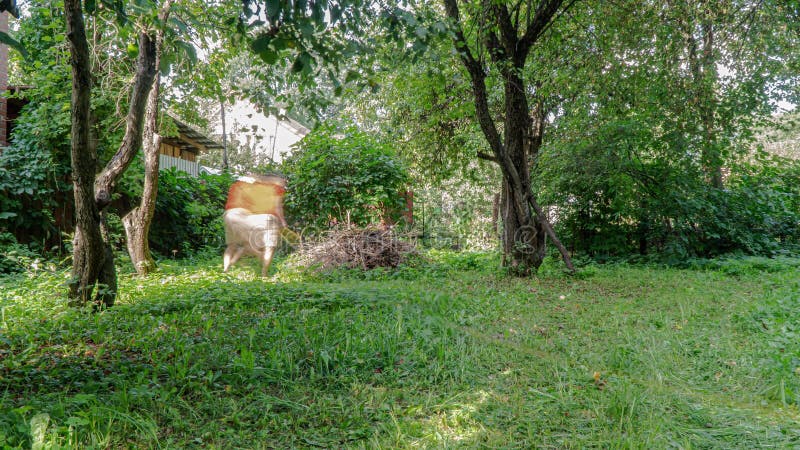 A man cuts grass in a neglected garden,time lapse