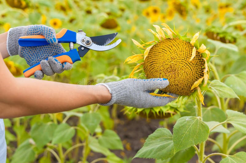 Man Cuts a Growing Sunflower with Scissors Stock Image Image of