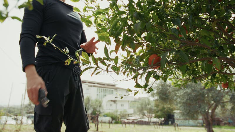 Man Cutting The Branches Of The Tangerine Tree stock video footage