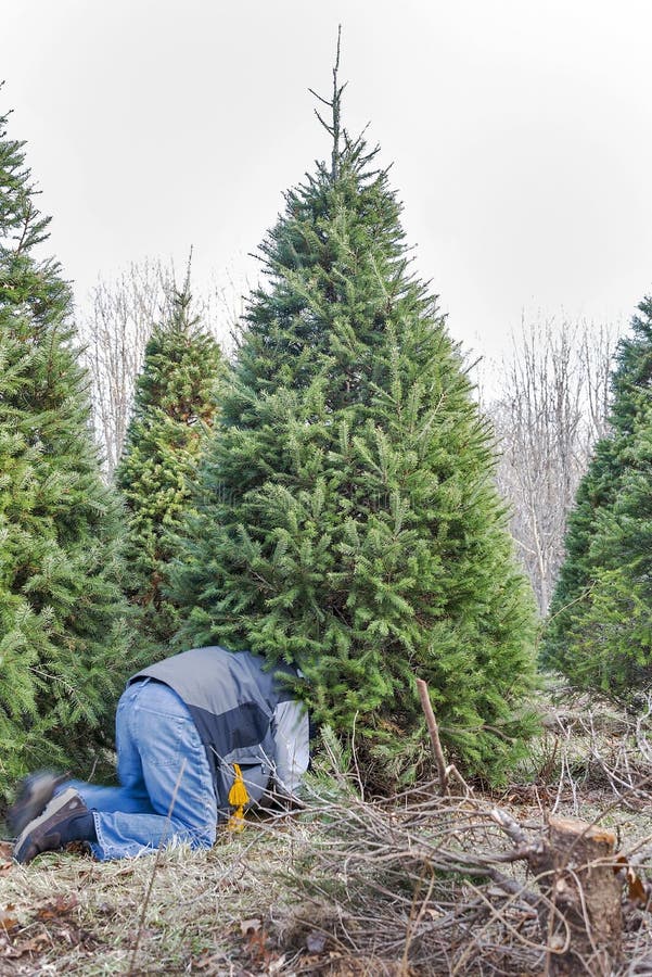 A man cutting down a Christmas tree on a tree farm royalty free stock image