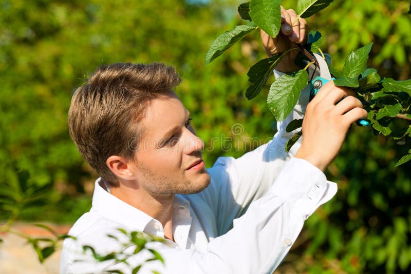 Man is Cutting Fruit Tree with Trimmer Stock Photo Image of caucasian