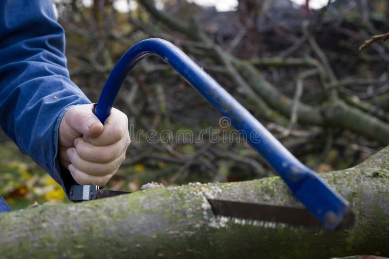 Man Cutting Trees Using Blue Sharp Saw and Professional Equipment Stock