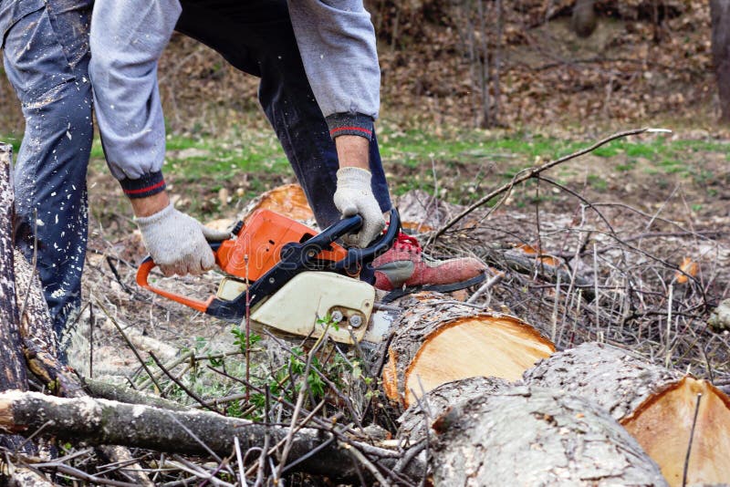 Man Cutting Trees Using an Electrical Chainsaw Stock Image Image of