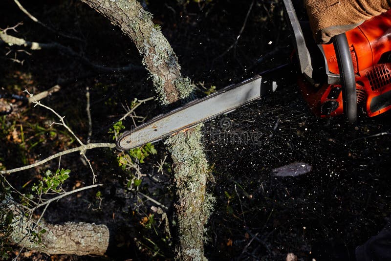 Man cutting trees using an electrical chainsaw in the forest royalty free stock photos Man cutting trees using an electrical chainsaw in the forest royalty free stock photos