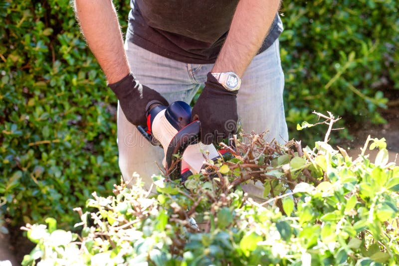 A man cutting and trimming  bushes and hedges with Hedge Trimmer