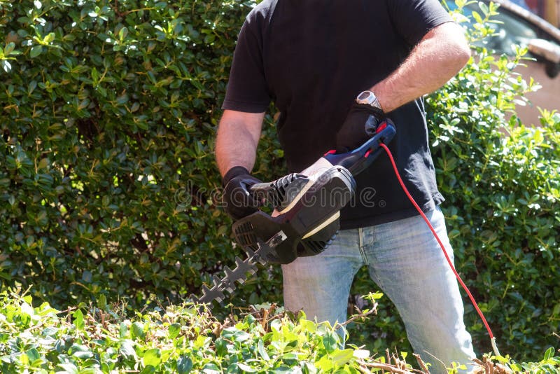 Man Cutting and Trimming Bushes and Hedges with Hedge Trimmer Stock