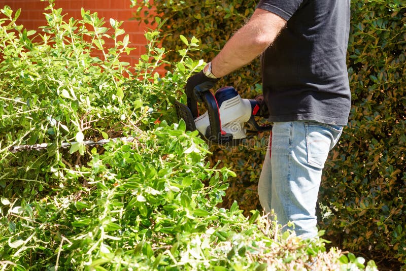 A man cutting and trimming  bushes and hedges with Hedge Trimmer