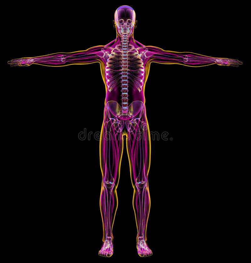 Man diagram x-ray muscular and skeletal systems.