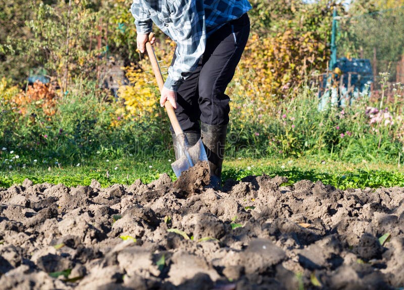 Man Digging the Garden Soil with Spade, Detail Stock Image Image of