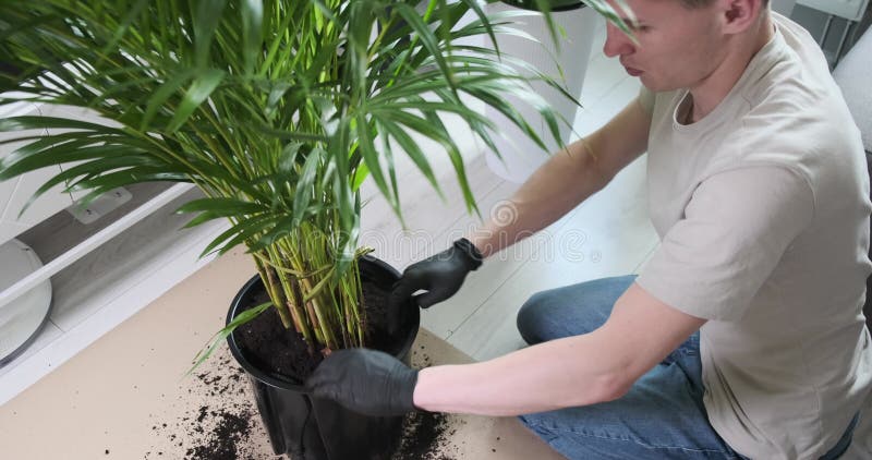 Om tinde spre un palmier ghiveci stock footage