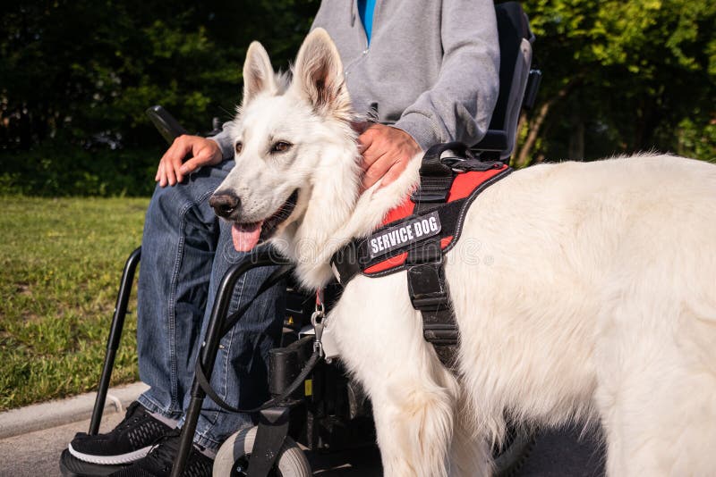 Man with Disability and Service Dog Stock Photo Image of electric