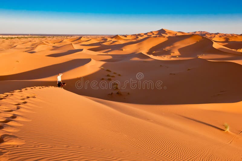 Orange dunes, blue sky, man and dog hiking in orange dunes, Sahara, Morocco