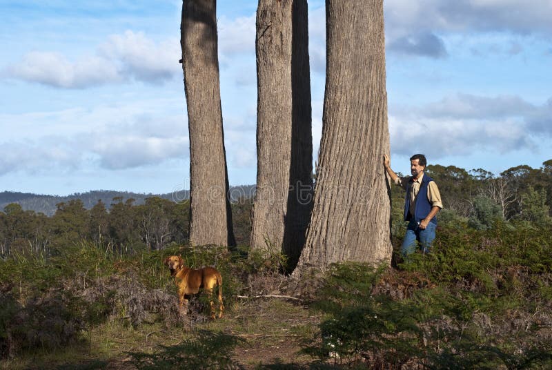 Eucalyptus trees stock image. Image of high, eucaliptus 9808897