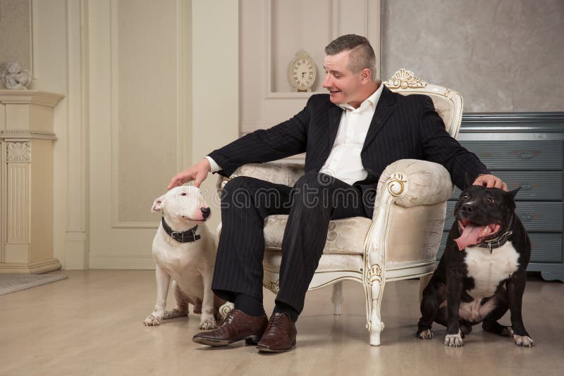 The man dog owner petting two dogs. Black pit bull or staphorshire terrier and white bulterrier are in the vintage interior. Dogs stock image The man dog owner petting two dogs. Black pit bull or staphorshire terrier and white bulterrier are in the vintage interior. Dogs stock image